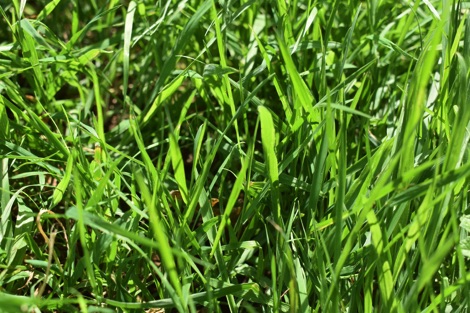 Long grass